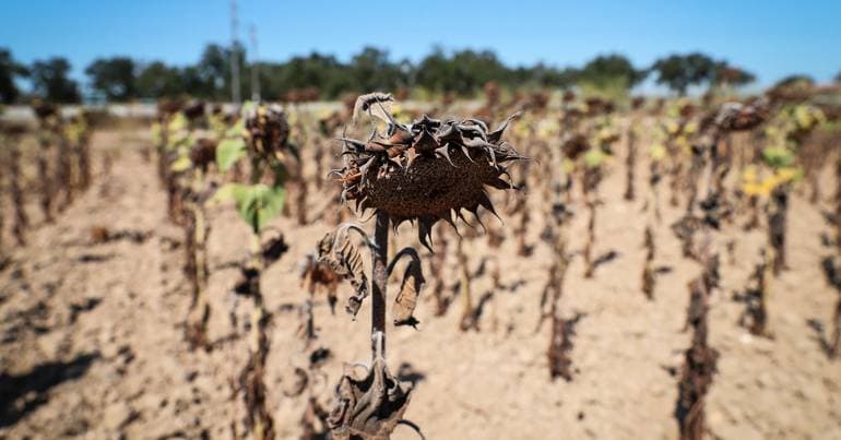 Heat and drought put pressure on summer crops in Portugal