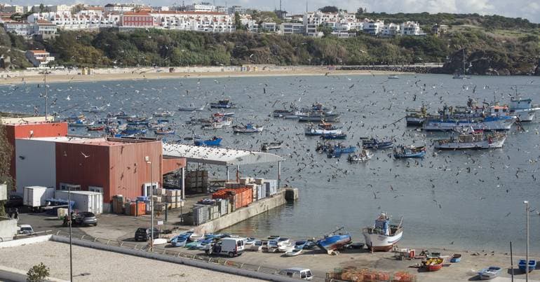 Maritime Police seize 984 kilograms of monkfish in Sines