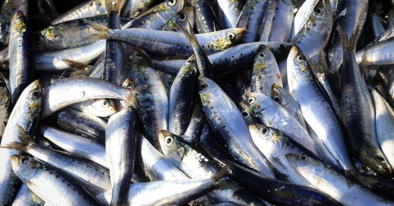 Sardine fishing returns after five-month suspension