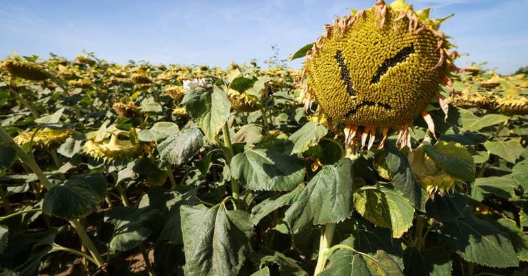 Brussels warns of the effects of a dry summer on agriculture