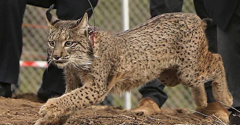 Quercus demands explanations regarding the Iberian lynx centre