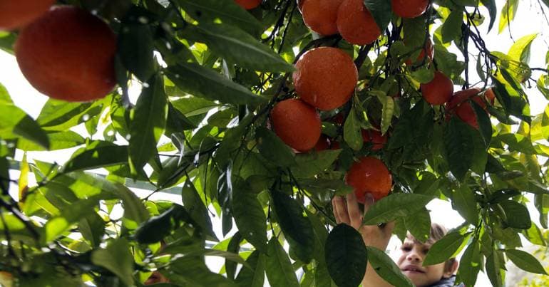 Green light given to tangerines in Alcácer do Sal is a mistake