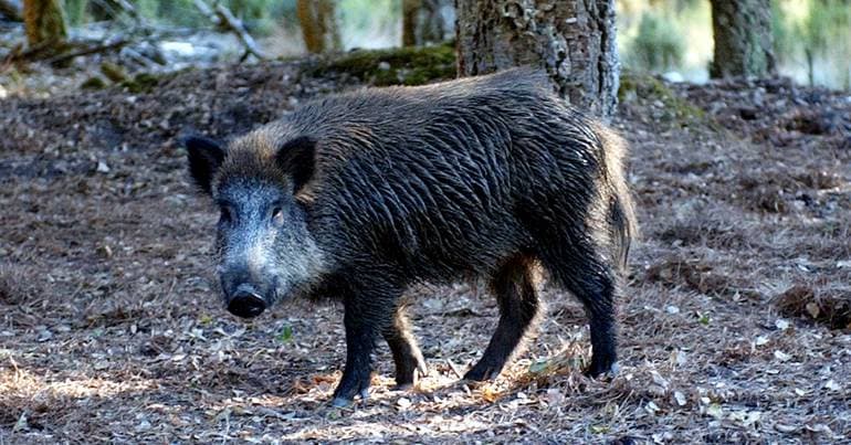 Sintra-Cascais landowners call for wild boar control