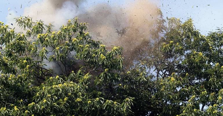 Oliveira do Hospital: 241 Asian hornet nests removed
