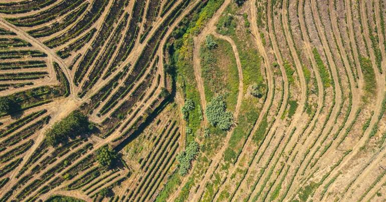 Producers call for measures to sell grapes at fair prices