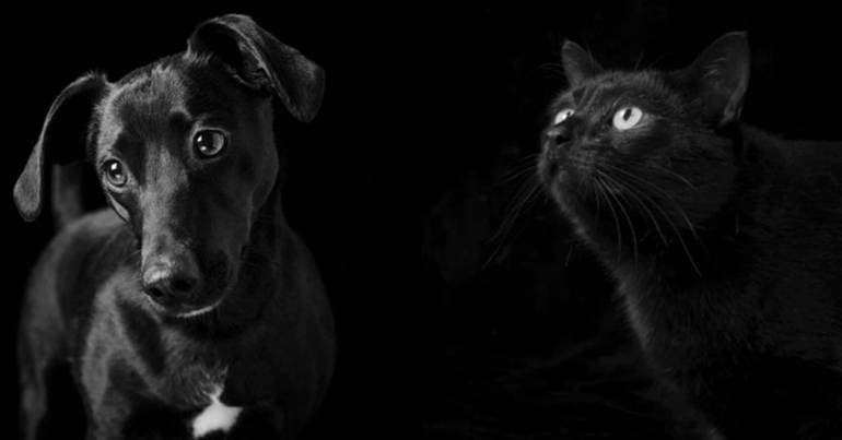 Reappointment of animal ombudsman fails in Lisbon