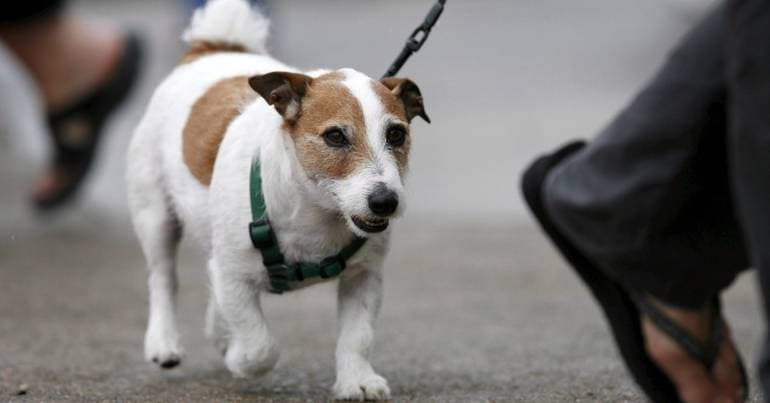 Order launches petition to lower VAT on veterinary services