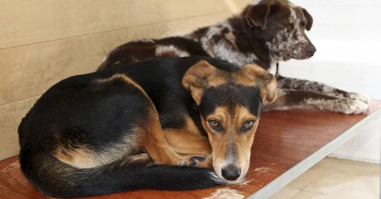 GNR rescues 13 animals from mistreatment