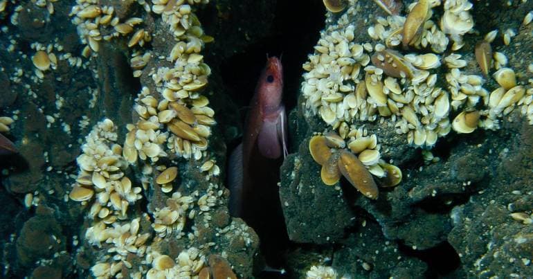 75% increase in invasive marine species in the country over 10 years