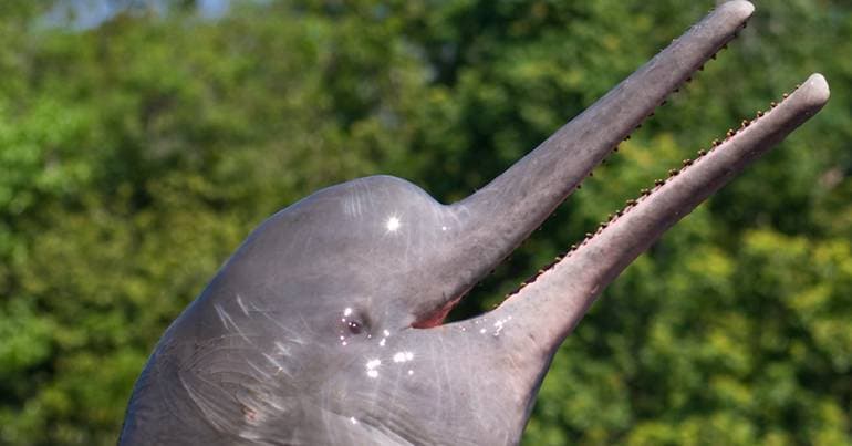Portuguese coast: high levels of pollutants in mammals