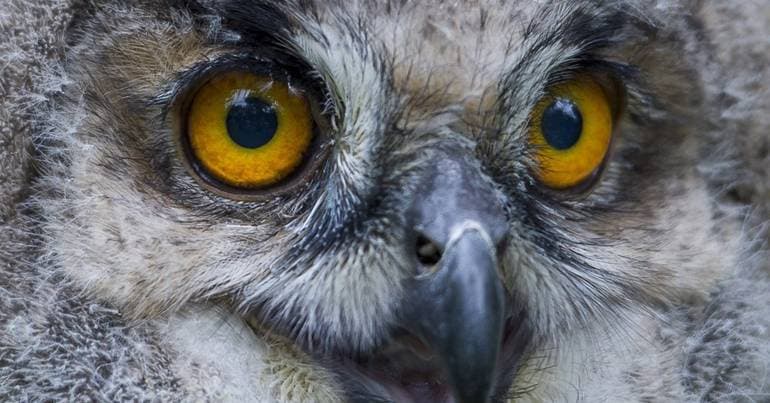 UN: 40 more migratory species are now protected