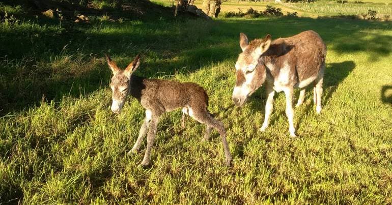 Graciosa dwarf donkey still at risk of extinction