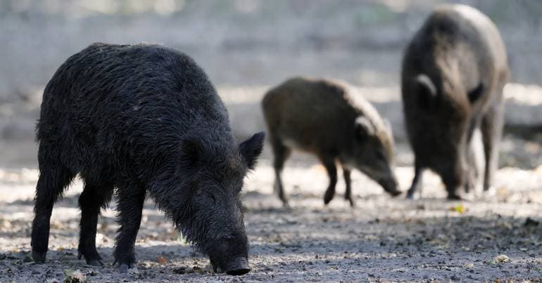 S. Pedro do Sul wants to join wild boar control project