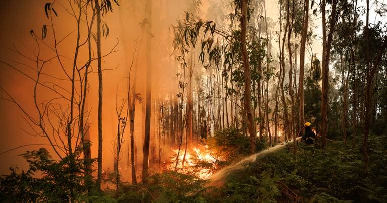 PJ arrests woman suspected of starting five fires in Tarouca