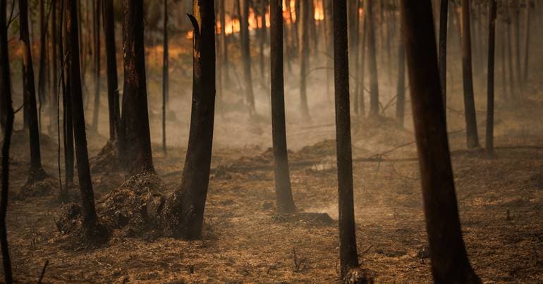 PJ arrests suspect for starting several fires in Castelo Branco