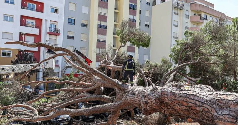 Centenary pine tree falls and causes damage to nine cars