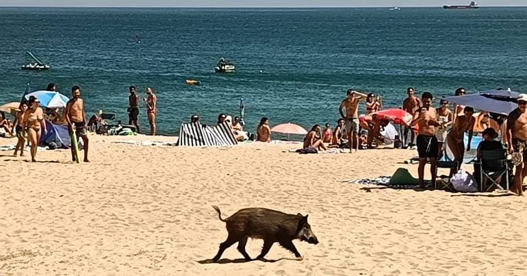 Wild boar containment focuses on entry channels to the city