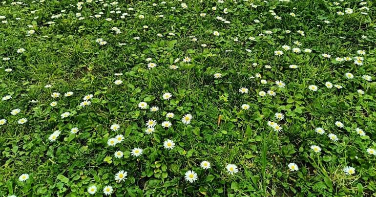 High pollen concentration in Lisbon, Alentejo and the Algarve