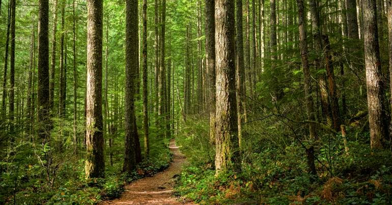Quercus has donated 1.7 million trees in 15 years