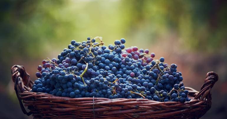 Douro winegrowers protest against the crisis in the region