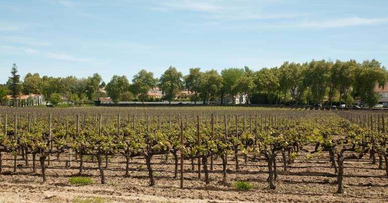 July 31st is the new National Vine and Wine Day