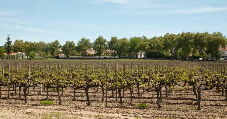 Mercosur: Confagri says the Government's optimism is premature