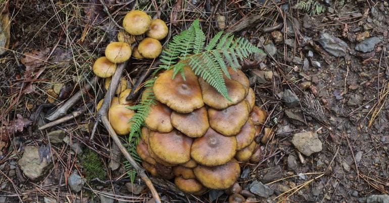 Drought devastates mushroom season in Trás-os-Montes