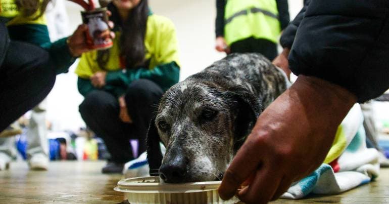 70 animals rescued from inadequate hygiene conditions