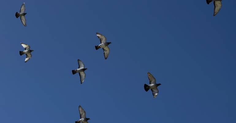 BE/Azores requests clarification regarding pigeon deaths