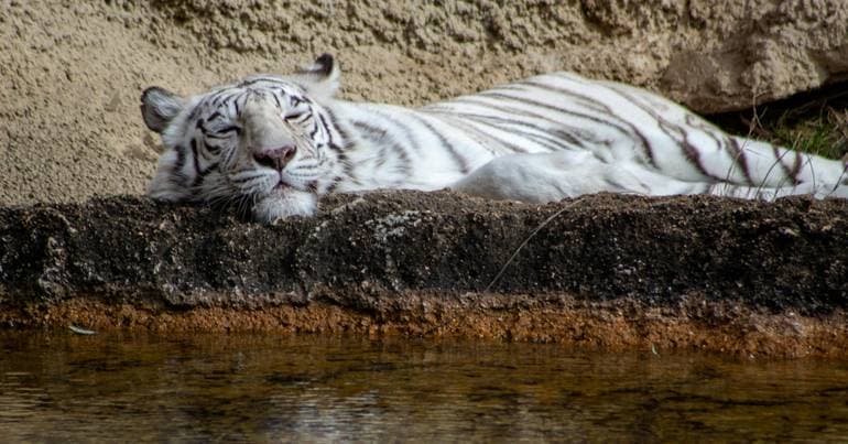 Last circus tiger in Portugal donated to Spanish sanctuary