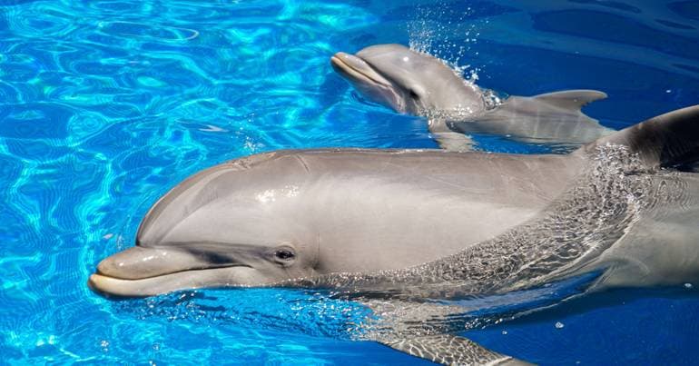 Zoomarine has a new common bottlenose dolphin named Sami