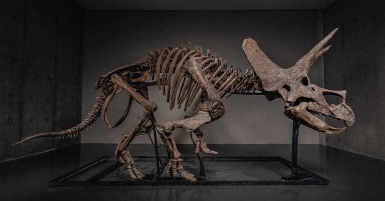 Triceratops skeleton sold for 4.7 million euros