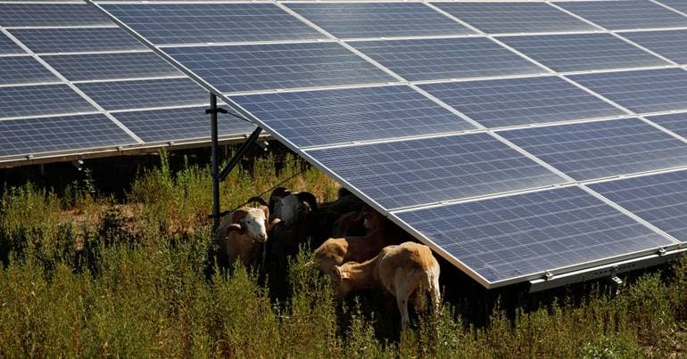 Sophia mega-solar plant shrinks by a third