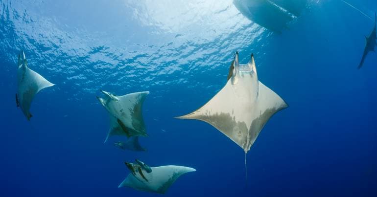 EU on track to miss marine protection targets