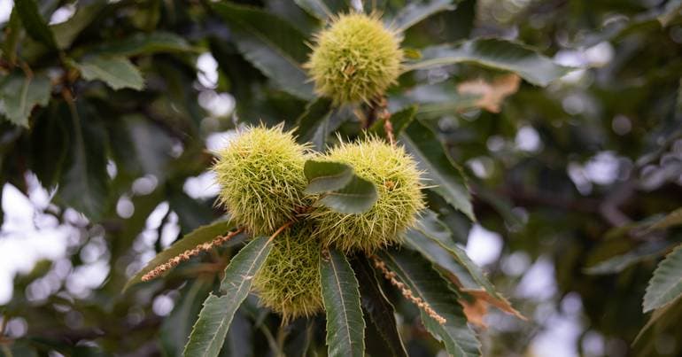 Vinhais wants to nominate chestnut groves as Intangible Heritage