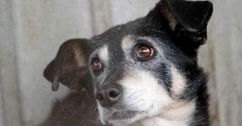 PAN/Azores denounces bureaucracy in animal neutering