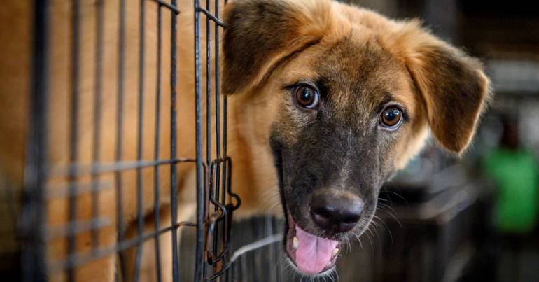 Azores approve strengthening of animal protection