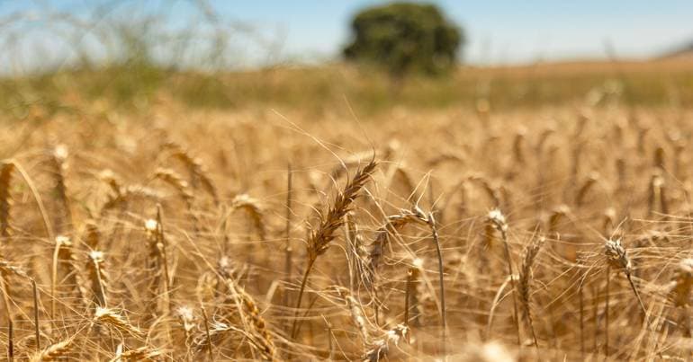 Nestlé baby cereal production in Portugal