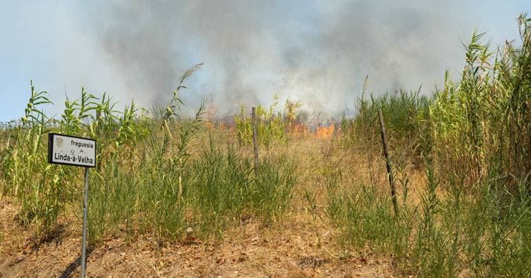 Wildfires: 40 municipalities at maximum risk in the Centre and Algarve
