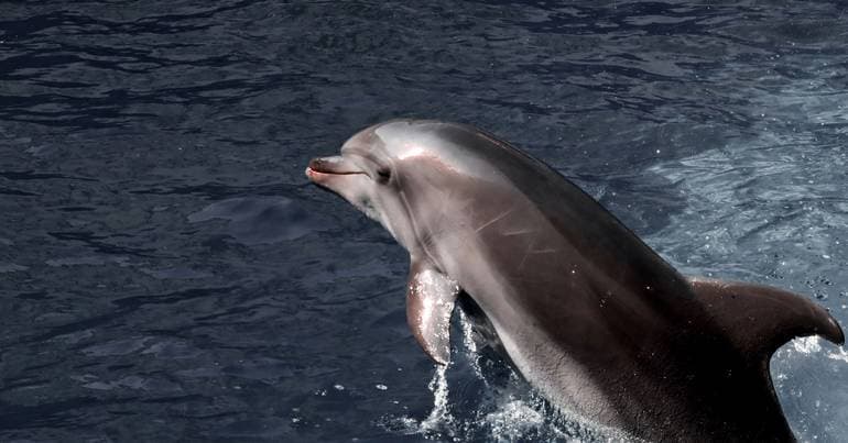Cetacean strandings in the Algarve linked to fishing