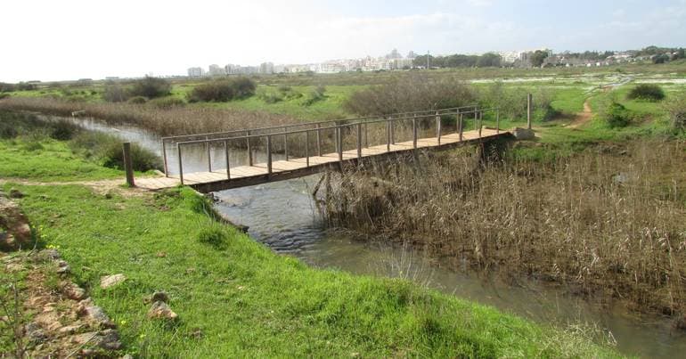 Lack of oxygen in water kills fish in Alcantarilha