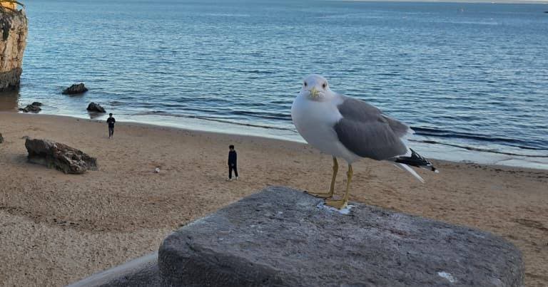 Bird flu detected in Santarém and Vila Real