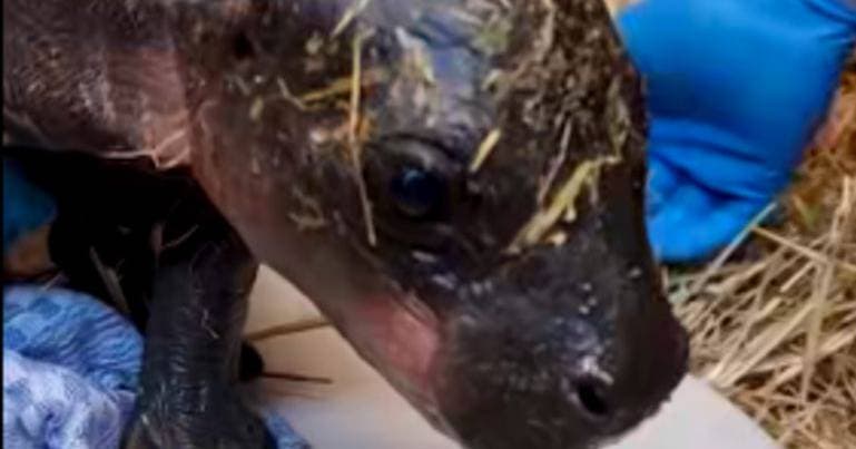 Endangered pygmy hippo calf born
