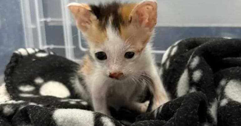 Infectious disease outbreak kills 11 cats at NGO in Lisbon