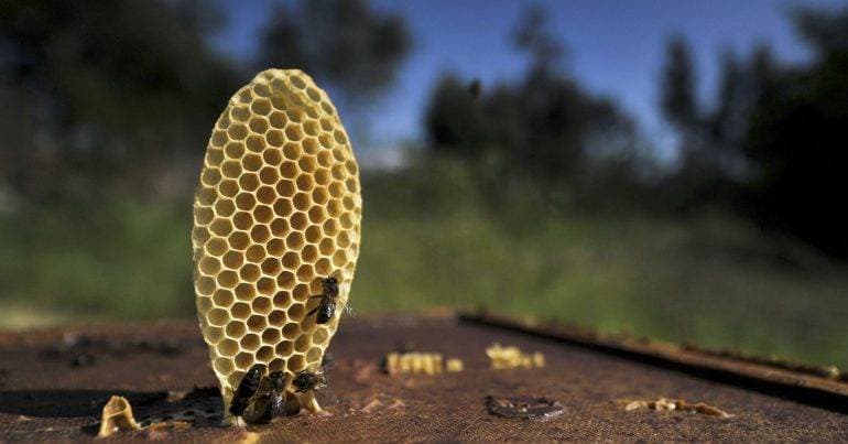 Beekeepers from Castelo Branco produced 44 tonnes of honey