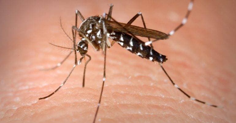 Mosquito capable of transmitting Dengue or Zika found in Guimarães