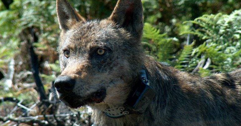 "Earth's full moon" highlights the Iberian wolf in Vila Real
