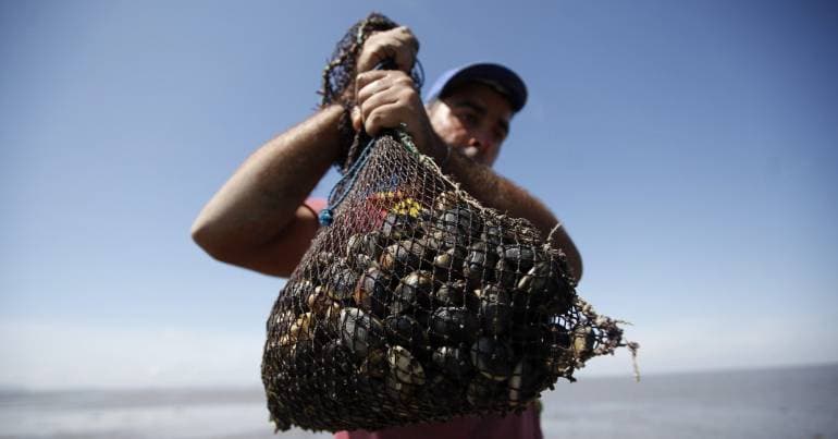 PAN in the Azores proposes immediate suspension of limpet harvesting