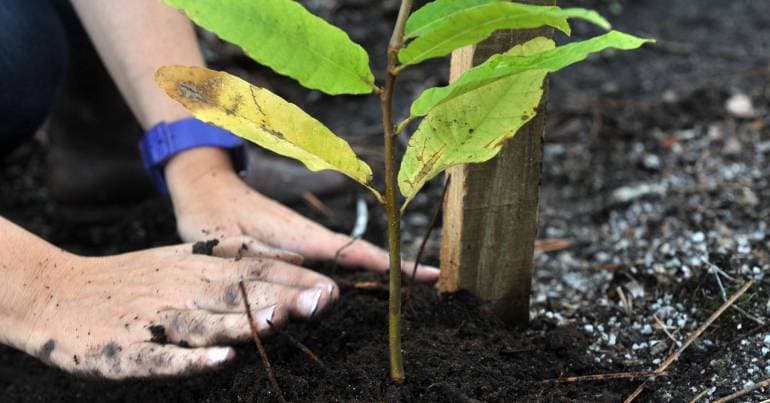 CineEco Forest in Seia: first 32 trees planted