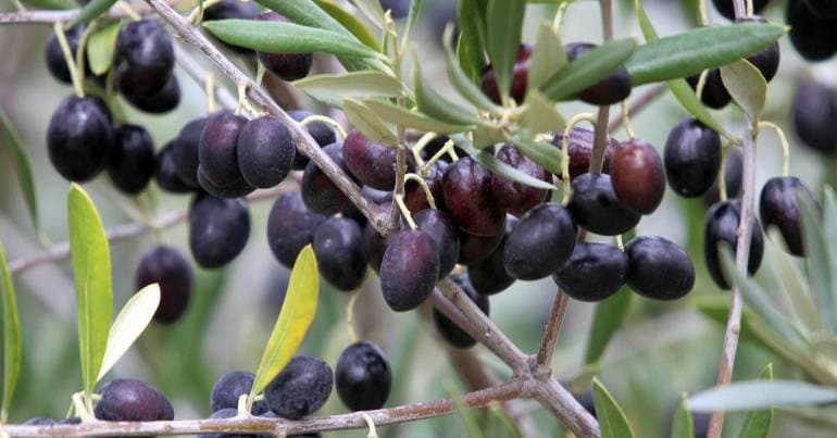 Children in Avis will be able to receive olive oil until they are 18